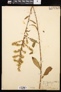 Solidago erecta image