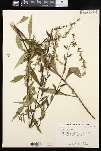 Solidago erecta image