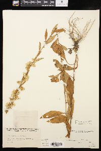 Solidago erecta image