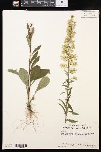 Solidago erecta image