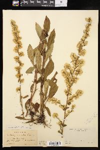 Solidago erecta image