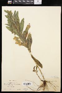 Solidago fistulosa image