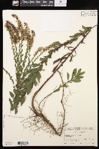 Solidago fistulosa image