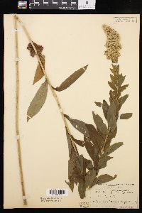 Solidago fistulosa image