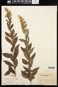 Solidago fistulosa image