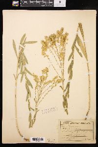 Solidago gattingeri image