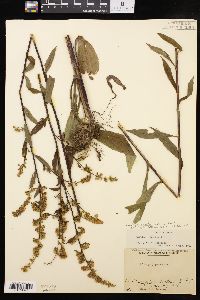 Solidago erecta image