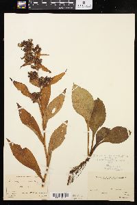 Solidago glomerata image