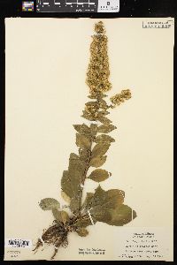 Solidago hispida image