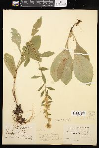 Solidago hispida image