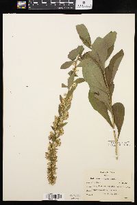 Solidago hispida image