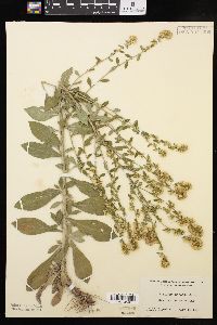 Solidago hispida image