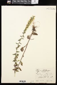 Solidago hispida image