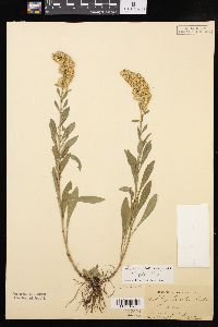 Solidago hispida image