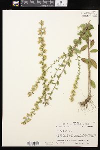 Solidago hispida image