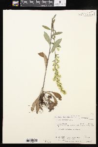 Solidago hispida image