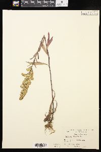 Solidago hispida image