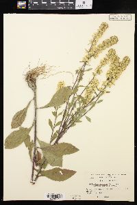 Solidago hispida var. lanata image