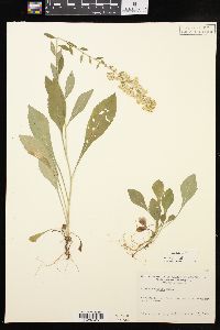 Solidago hispida image