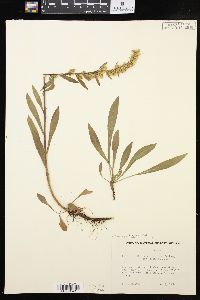 Solidago hispida image