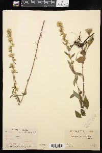 Solidago hispida image