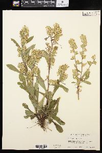 Solidago hispida image