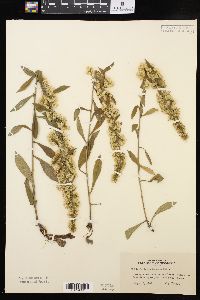 Solidago hispida image