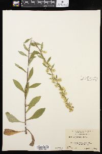 Solidago hispida image