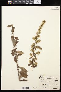 Solidago hispida image