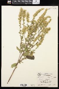 Solidago hispida image