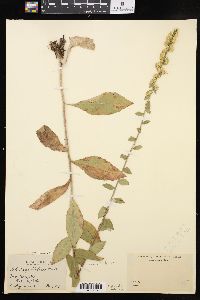 Solidago hispida image