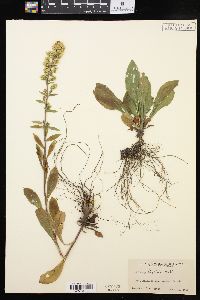 Solidago hispida image