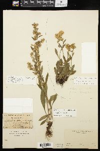 Solidago hispida image