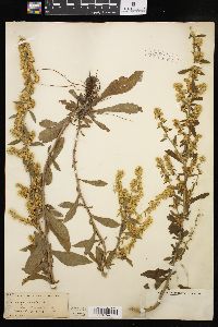 Solidago hispida image