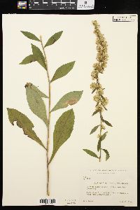 Solidago hispida image