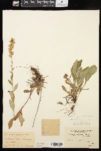 Solidago hispida image