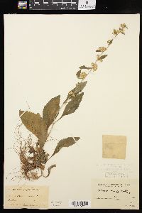 Solidago hispida image