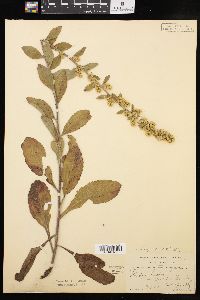 Solidago hispida image