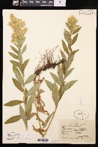 Solidago lepida var. salebrosa image