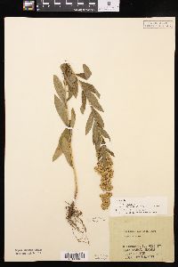 Solidago lepida image