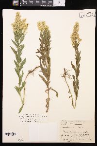 Solidago lepida image