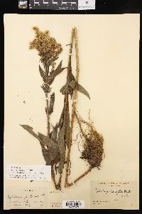 Solidago lepida image