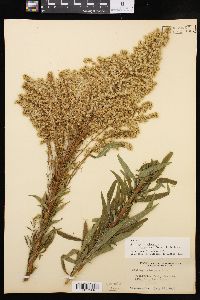 Solidago lepida image