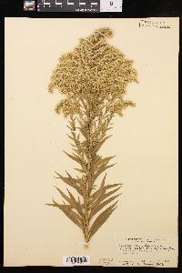 Solidago lepida var. salebrosa image