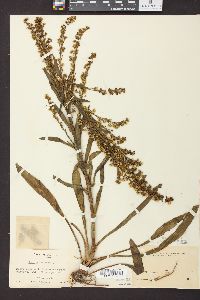 Solidago sempervirens var. mexicana image