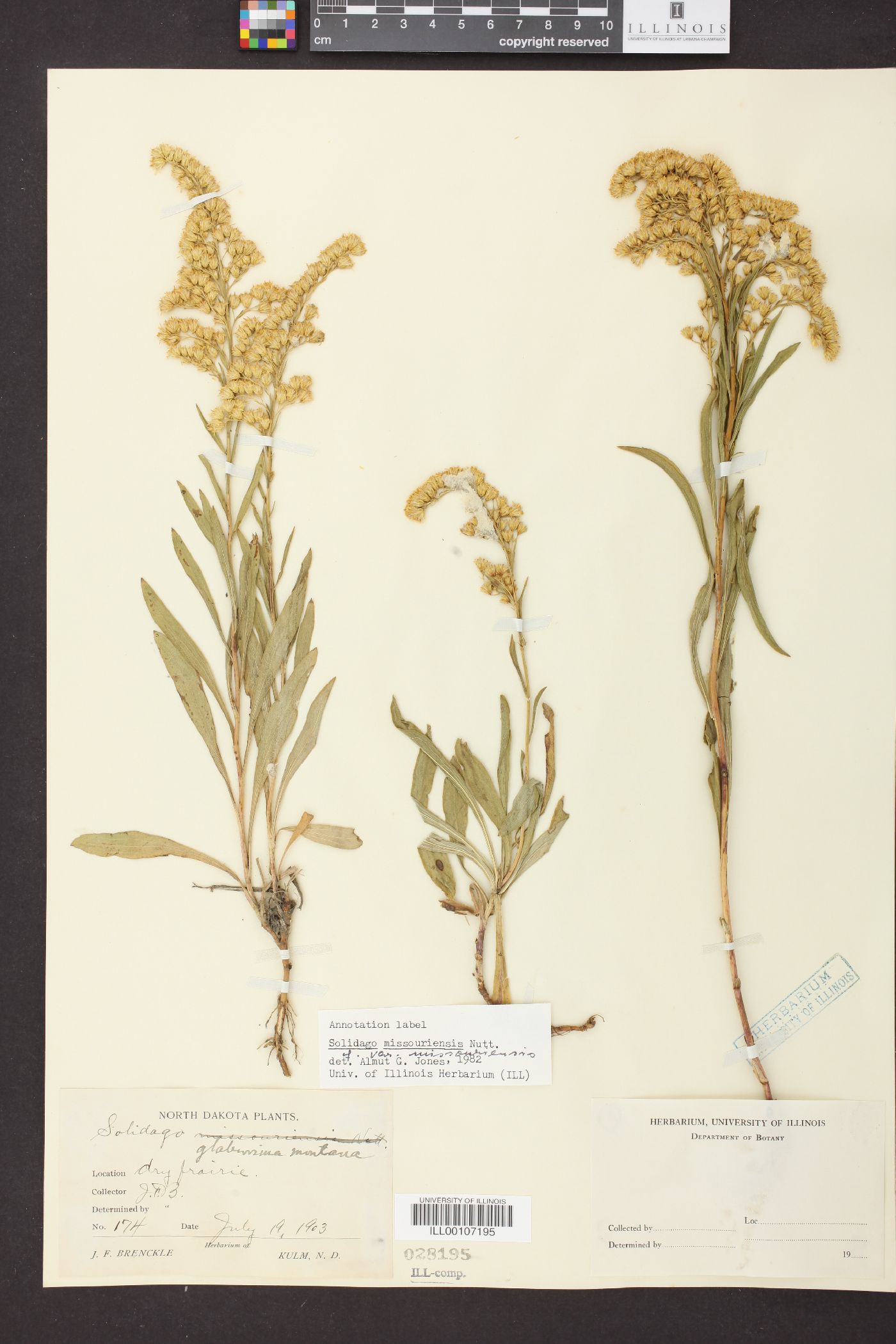 Solidago missouriensis var. missouriensis image