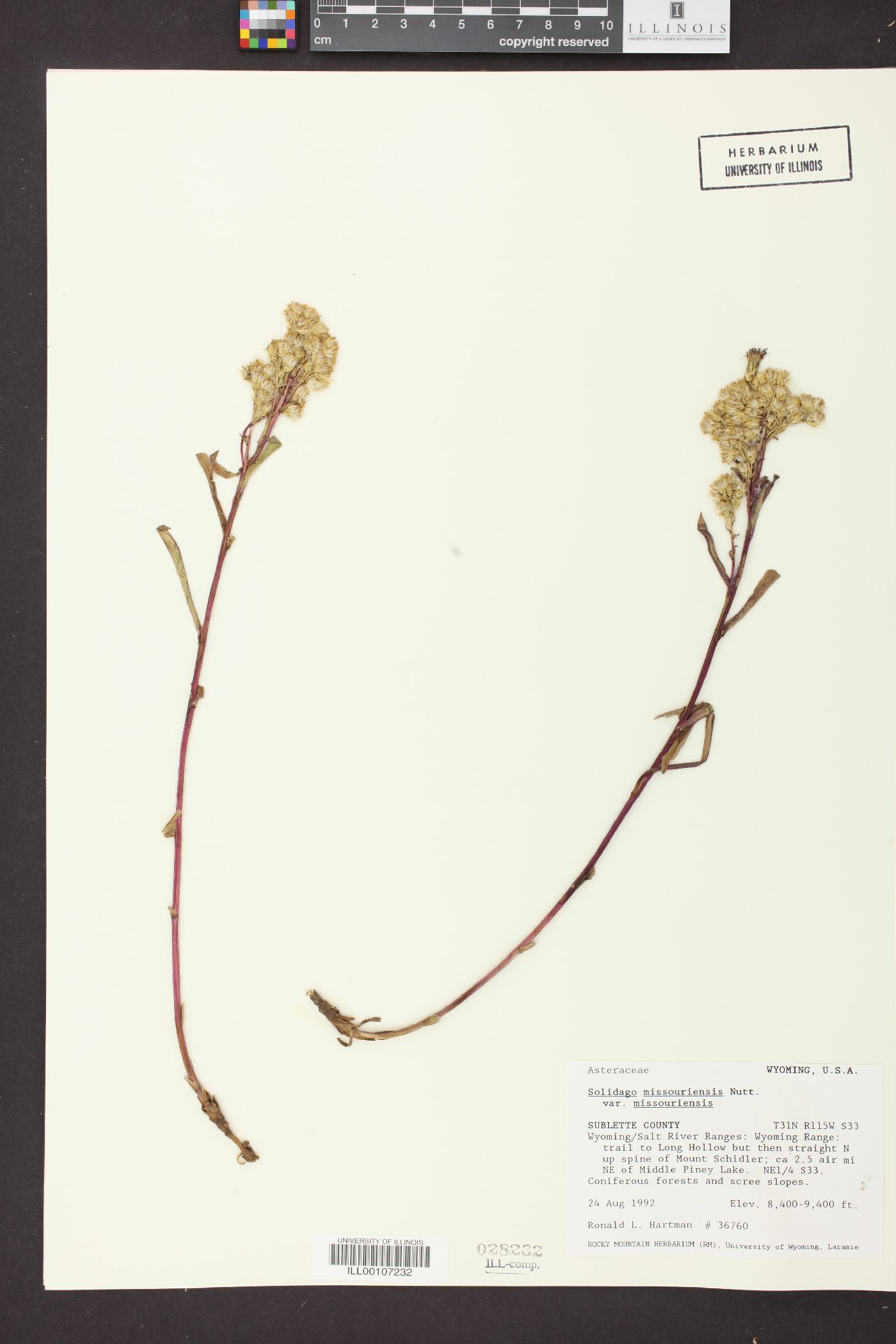 Solidago missouriensis var. missouriensis image