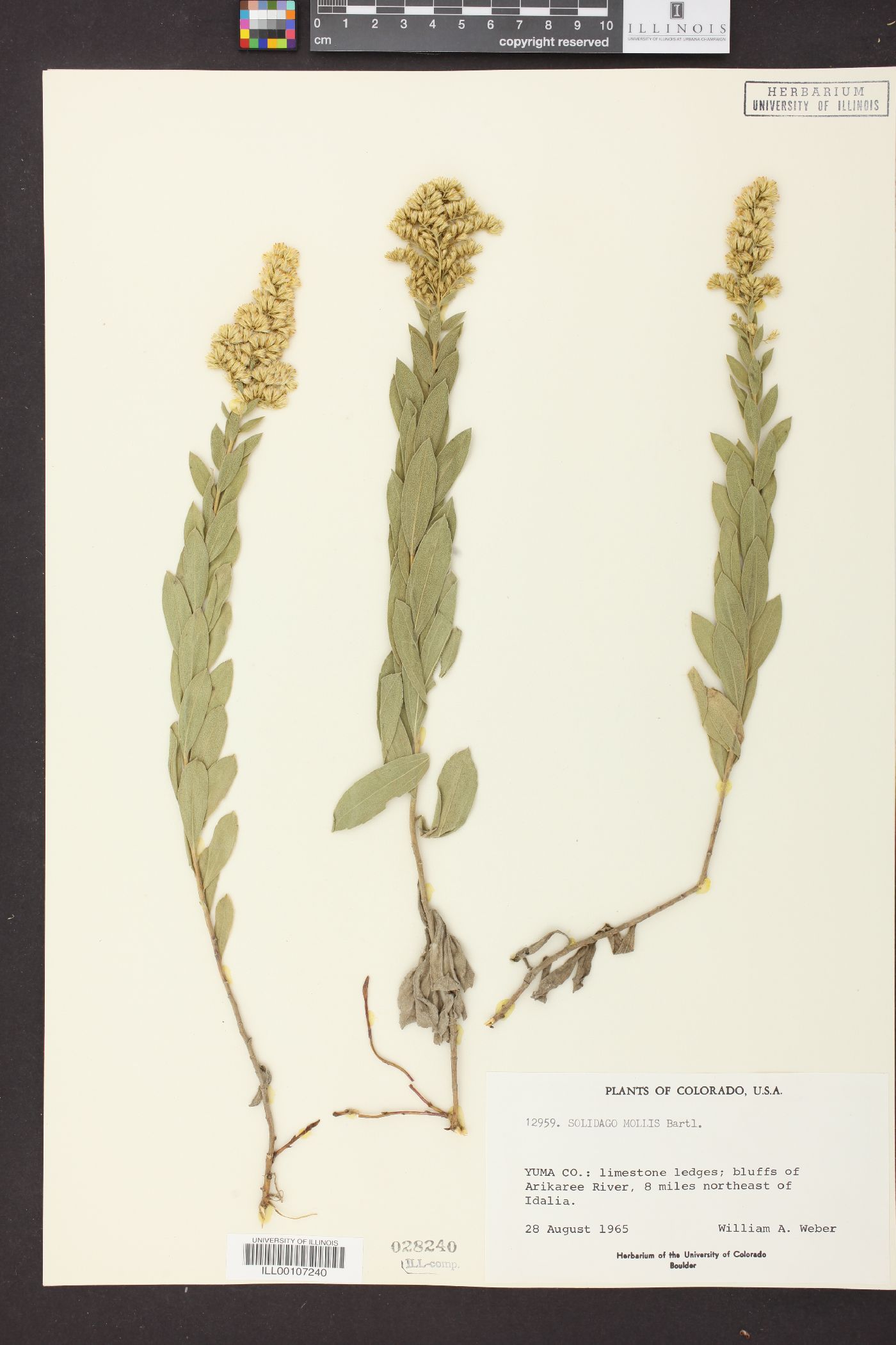 Solidago mollis image