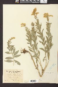 Solidago canadensis var. gilvocanescens image