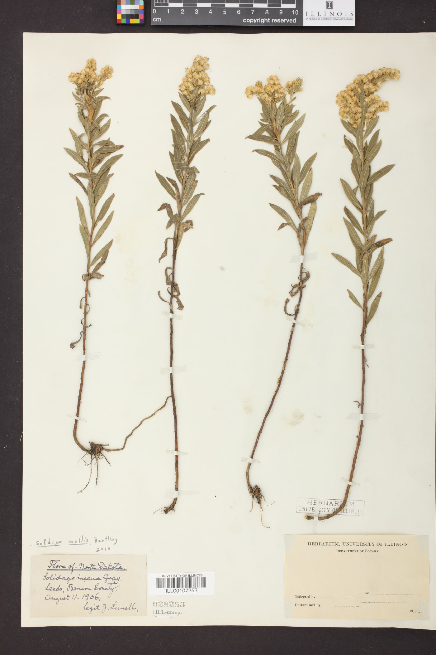 Solidago mollis image